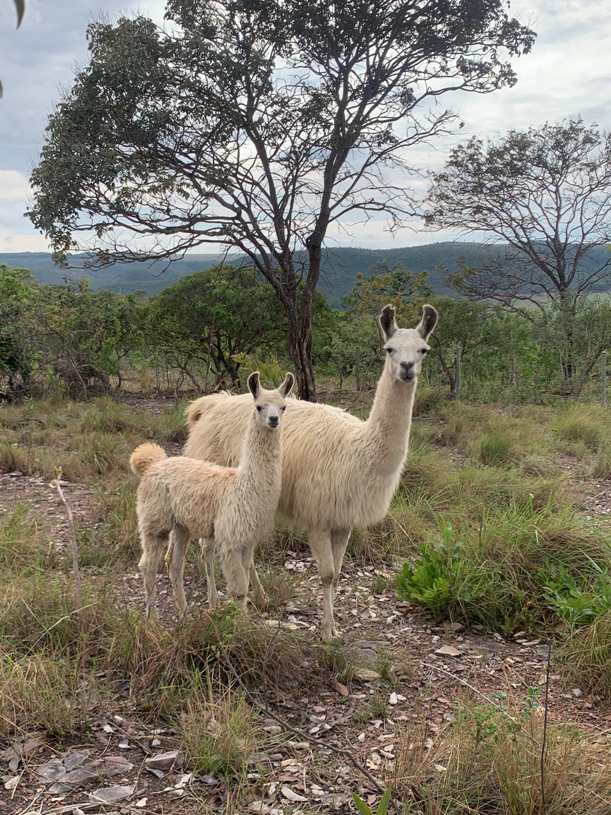 Paco e Penelope (mãe), filhote e lhama adulta juntos no pasto do Paradise Ranch