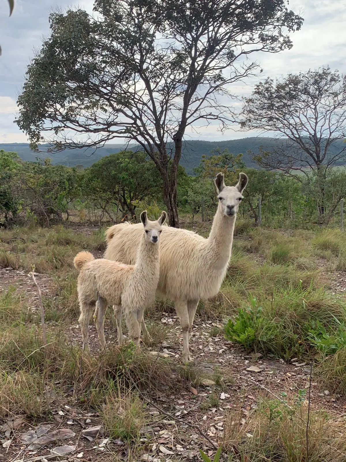 Paco e Penelope (mãe), filhote e lhama adulta juntos no pasto do Paradise Ranch