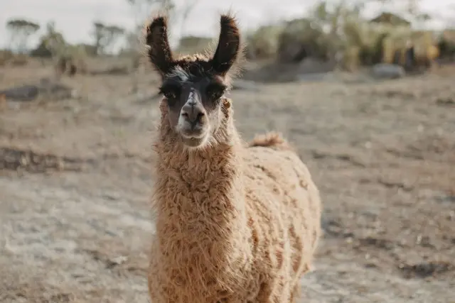 Brown and golden llama looking straight at the camera in the ranch pasture
