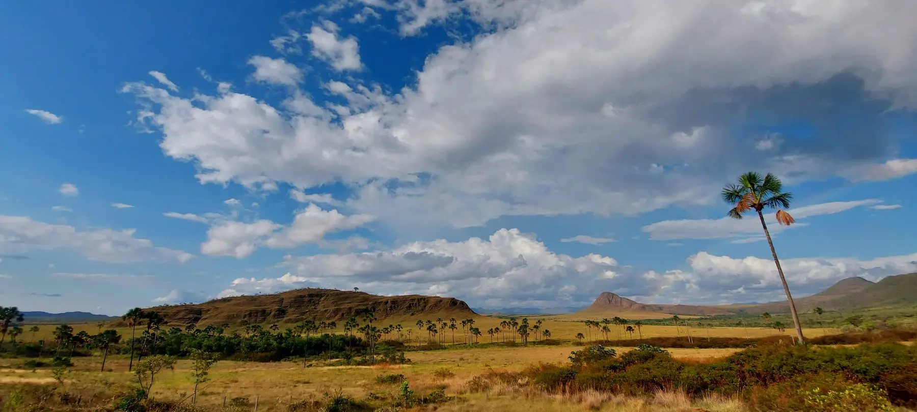 Jardim de Maytrea: campo aberto de capim dourado com buritis isolados e céu de nuvens altas