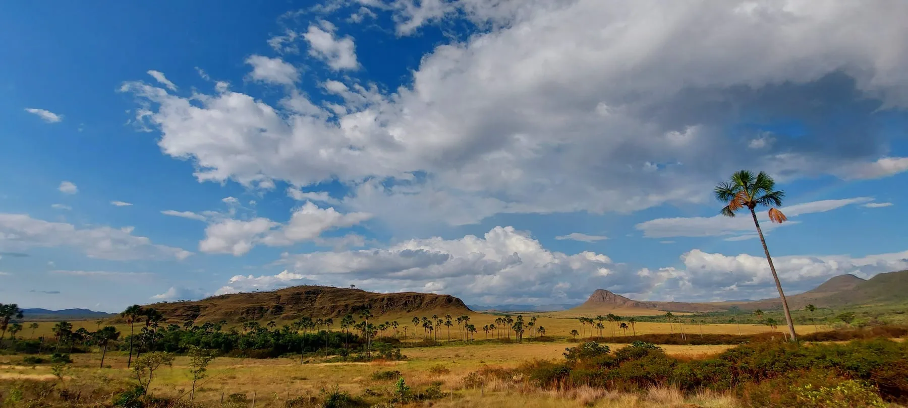 Jardim de Maytrea: campo aberto de capim dourado com buritis isolados e céu de nuvens altas